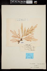 Plocamium patagiatum image