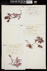 Plocamium cartilagineum subsp. pacificum image