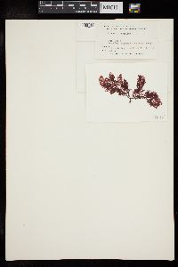 Plocamium cartilagineum subsp. pacificum image