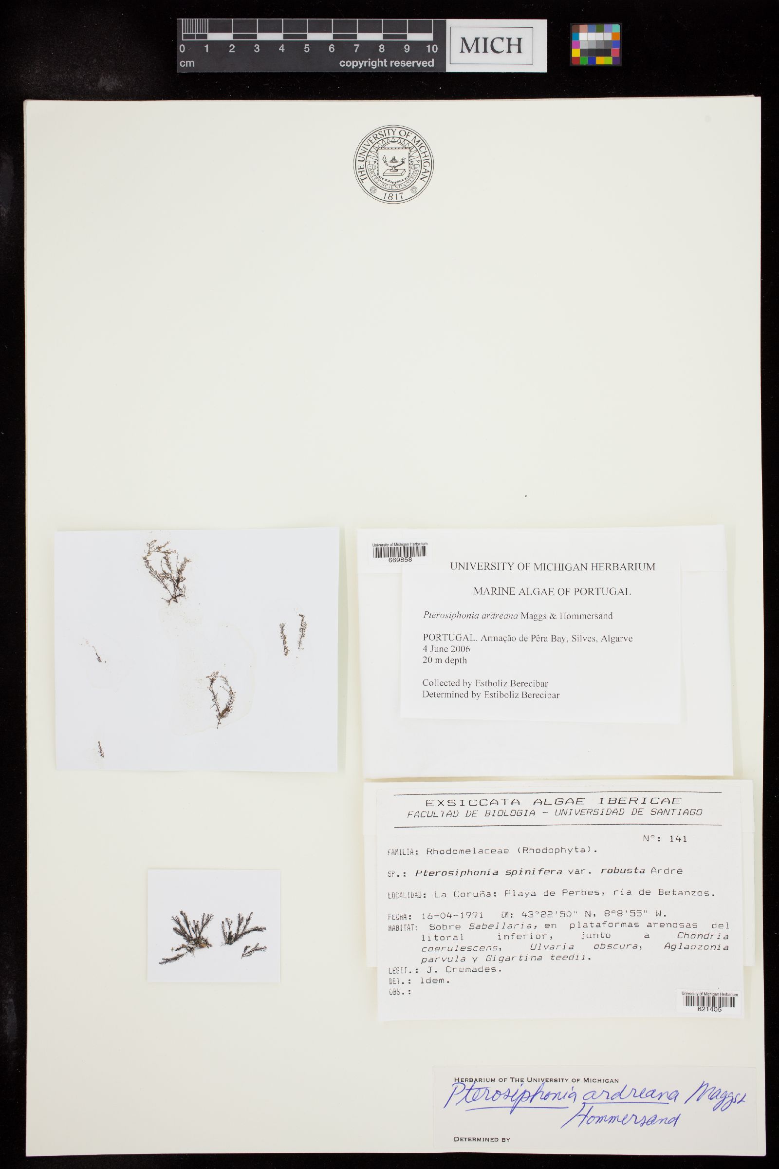Pterosiphonia ardreana image