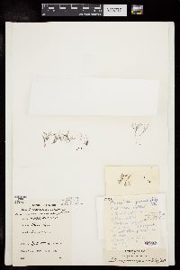 Pterosiphonia pennata image