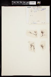 Pterosiphonia pennata image