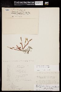 Rhodymenia coccocarpa image