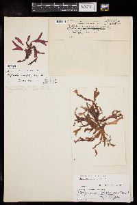 Rhodymenia coccocarpa image