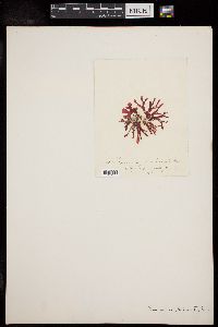 Rhodymenia pseudopalmata image
