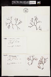 Sarconema scinaioides image