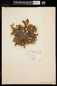Sebdenia monnardiana image