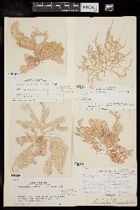 Trichogloea herveyi image