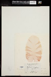 Wildemania miniata image