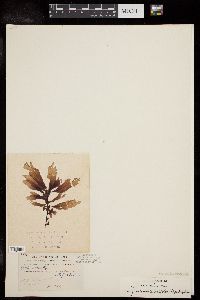 Yendonia crassifolia image