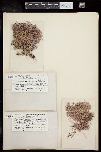 Amphiroa peruana image