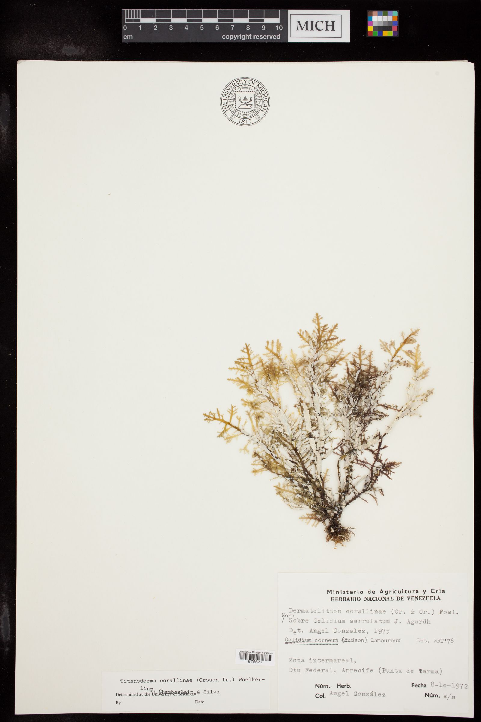 Lithophyllum corallinae image