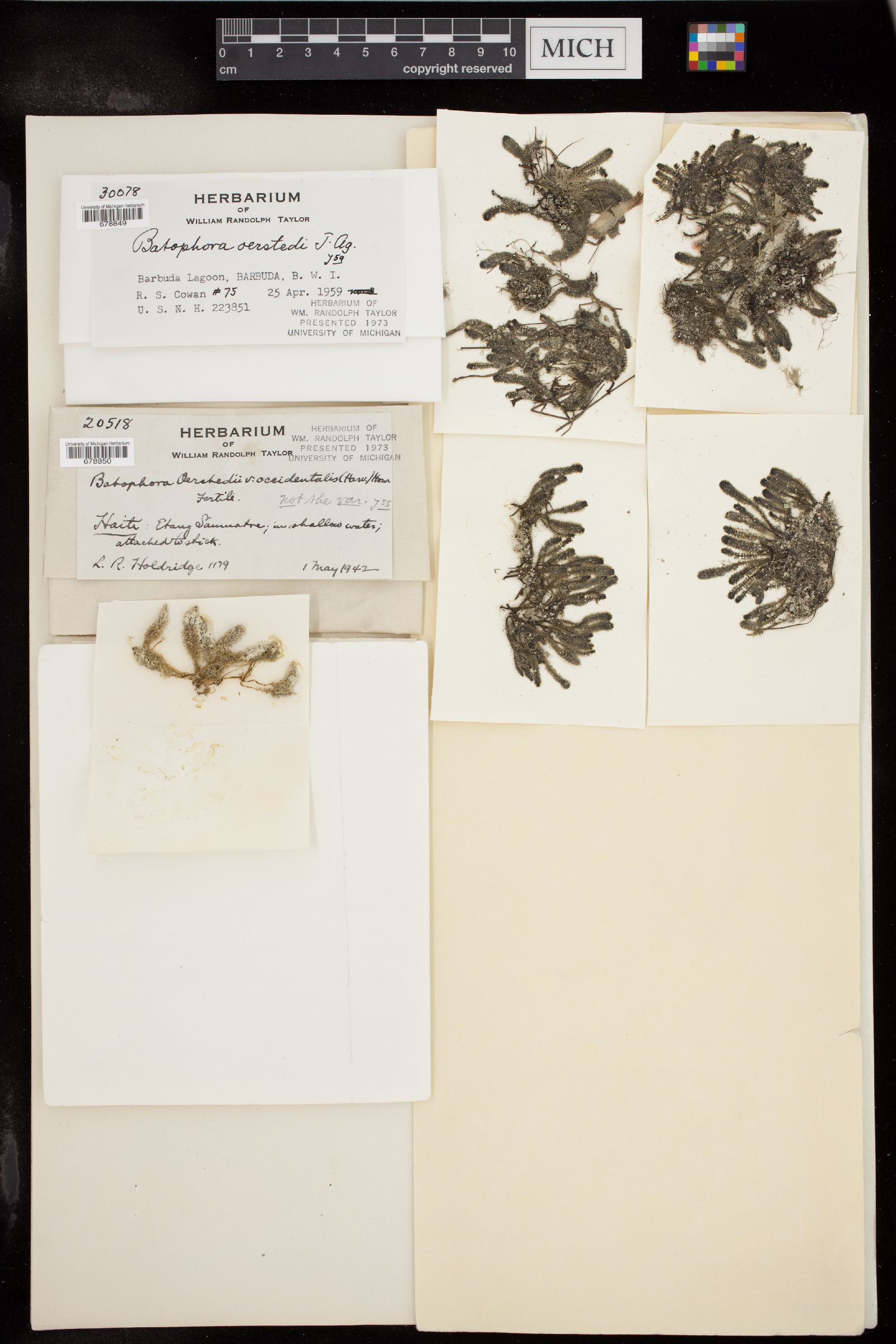 Batophora occidentalis image