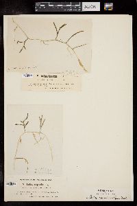Caulerpa juniperoides image