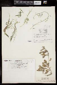 Caulerpa cupressoides image