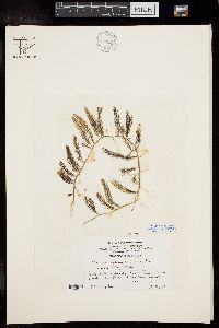 Caulerpa sertularioides var. longiseta image