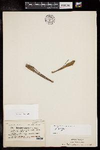 Cladocephalus scoparius image