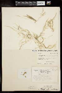 Cladophora flavescens image