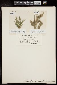 Cladophora saxatilis image