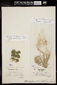 Cladophora trichotoma image
