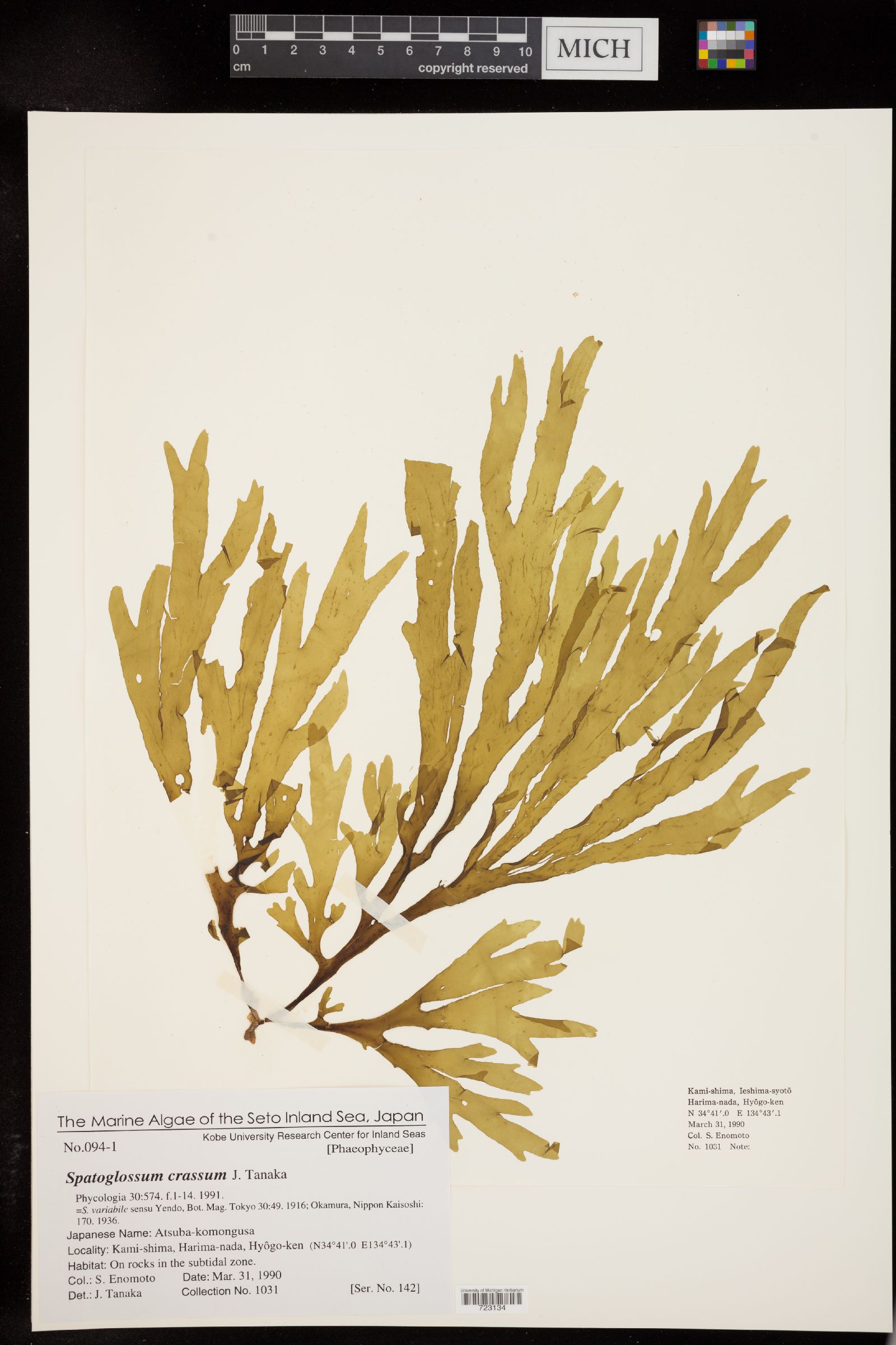 Spatoglossum crassum image