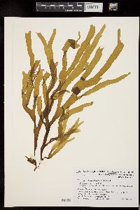 Spatoglossum crassum image