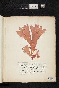 Halymenia palmata image