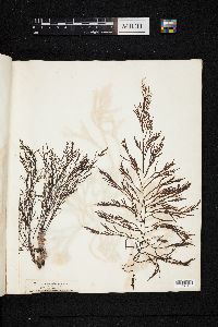 Cystoseira granulata image