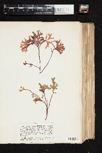 Phyllophora membranifolia image