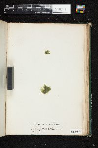 Acrosiphonia arctiuscula image