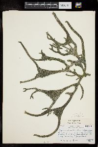 Codium decorticatum image