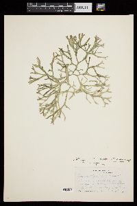 Codium isthmocladum subsp. clavatum image