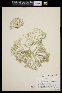 Codium isthmocladum subsp. clavatum image