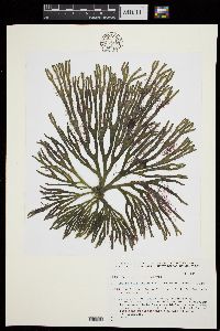 Codium tomentosum image