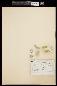Gomontia polyrhiza image