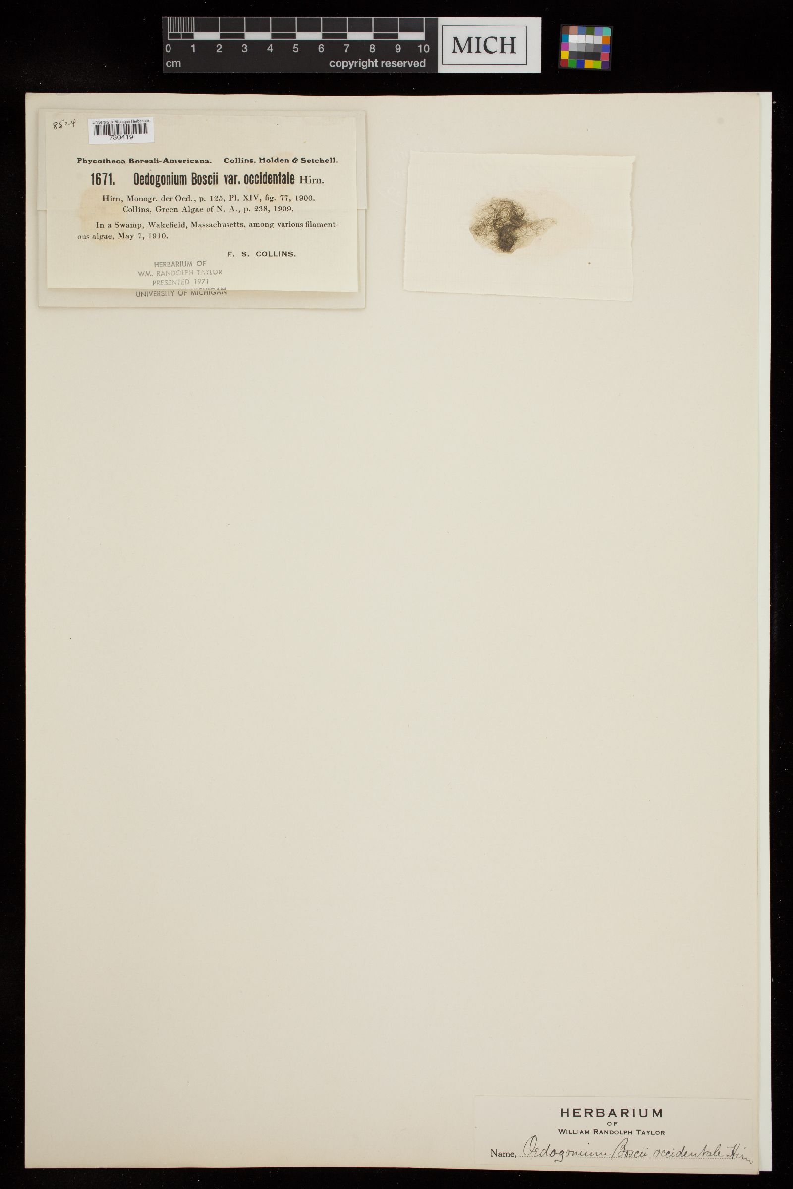 Oedogonium occidentale image