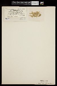 Oedogonium pluviale image