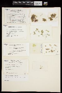 Phyllodictyon anastomosans image