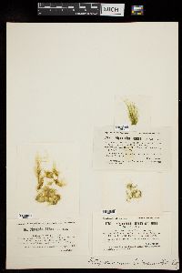 Stigeoclonium lubricum image