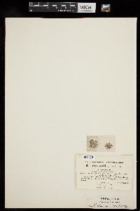 Trochiscia granulata image