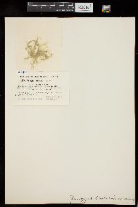 Spirogyra tenuissima image