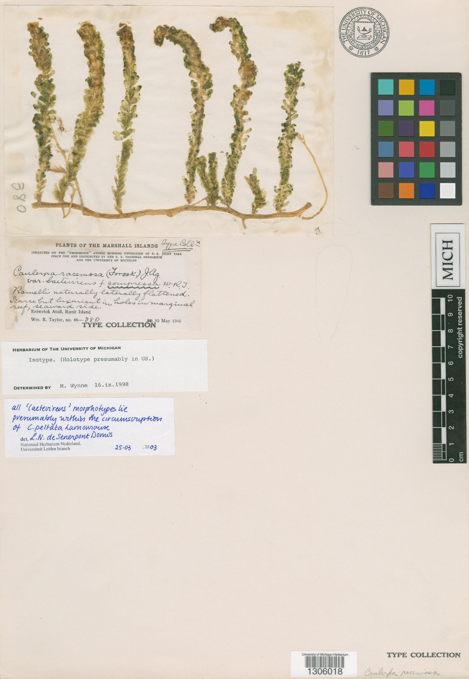 Caulerpa racemosa f. compressa image