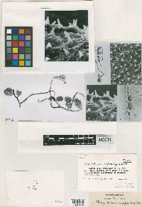 Botryocladia spinulifera image