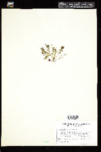 Bryopsis hypnoides image