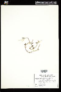 Caulerpa sertularioides f. farlowii image