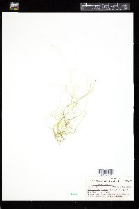 Ulva flexuosa subsp. paradoxa image