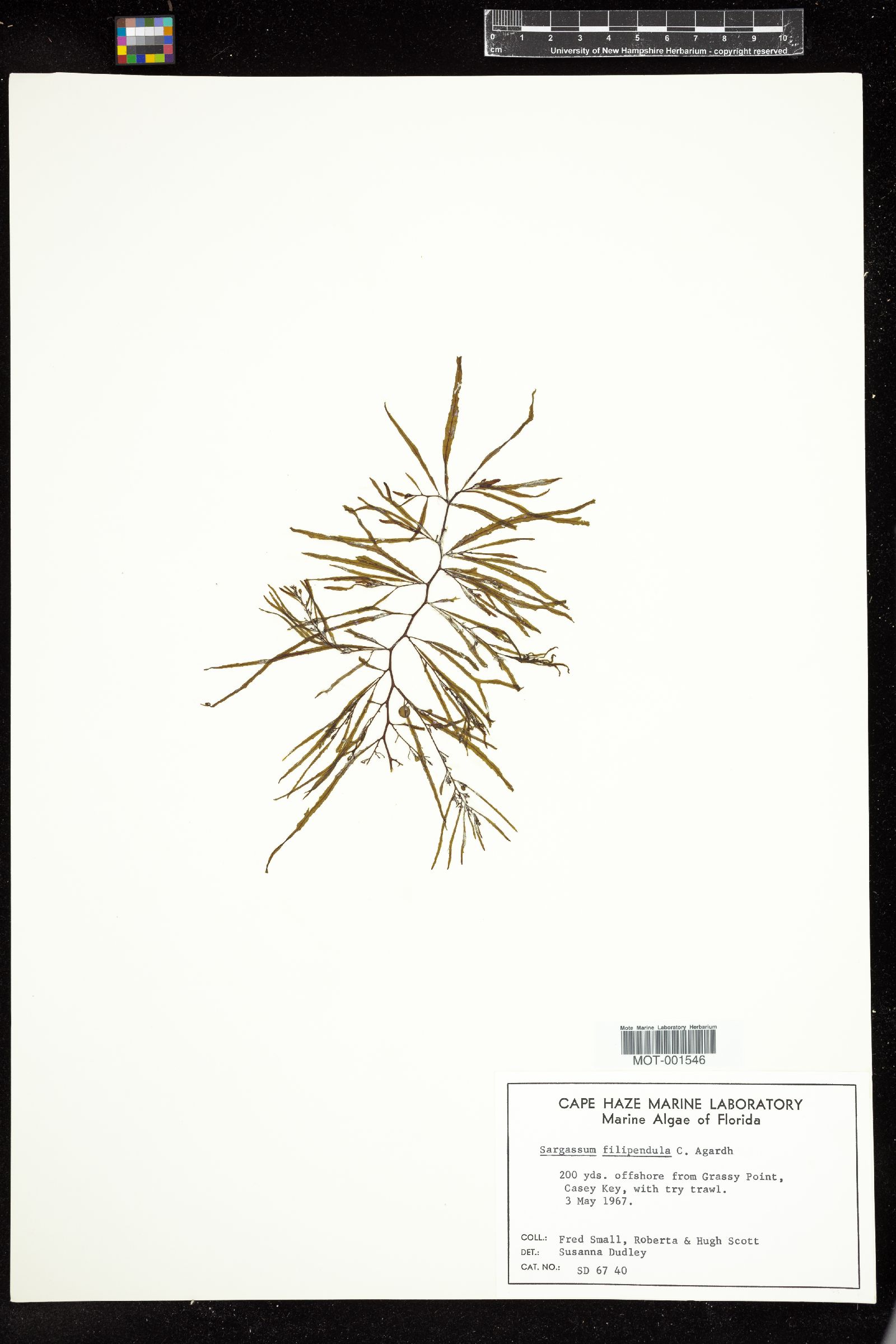 Sargassum filipendula image