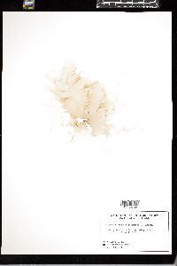 Halymenia floresii image