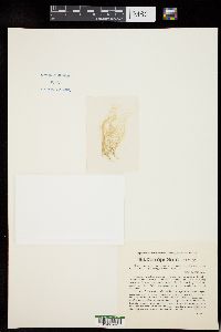 Chaetomorpha californica image