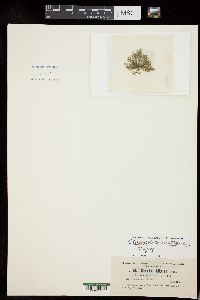 Cladophora montagneana image